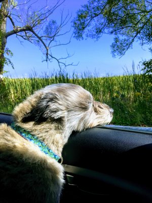 grindstone pet supplies