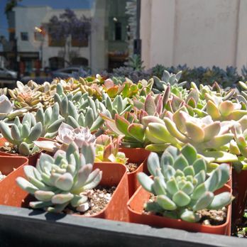Hillcrest Ace Hardware - 2" Succulents - Hardware Stores Near Me - San Diego, California Hillcrest Ace Hardware - 2" Succulents - Hardware Stores Near Me - San Diego, California
