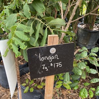 Shamus O'leary's Tropical Fruit Trees - Nurseries & Gardening Near Me - Phoenix, Arizona Shamus O'leary's Tropical Fruit Trees - Nurseries & Gardening Near Me - Phoenix, Arizona