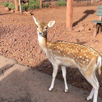 Grand Canyon Deer Farm - This little sweetie followed me everywhere! even when I didn't have any food... - Zoos Near Me - Williams, Arizona Grand Canyon Deer Farm - This little sweetie followed me everywhere! even when I didn't have any food... - Zoos Near Me - Williams, Arizona