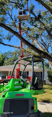 Tree Trimming - This tree was encroaching on the roof, had deadwood and down pointing limbs. The end result was a safer home and a healthier tree. Tree Trimming - This tree was encroaching on the roof, had deadwood and down pointing limbs. The end result was a safer home and a healthier tree.