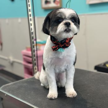 The Pawlor Salon & Spa - Pet Groomers Near Me - Oakland, California The Pawlor Salon & Spa - Pet Groomers Near Me - Oakland, California
