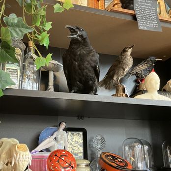 Cleveland Curiosities - Nevermore - Antiques Near Me - Lakewood, Ohio Cleveland Curiosities - Nevermore - Antiques Near Me - Lakewood, Ohio