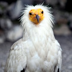 Donjon des Aigles