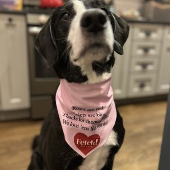 Fetch! Pet Care - Client appreciation gifts - Dog Walkers Near Me - Silver Spring, Maryland Fetch! Pet Care - Client appreciation gifts - Dog Walkers Near Me - Silver Spring, Maryland