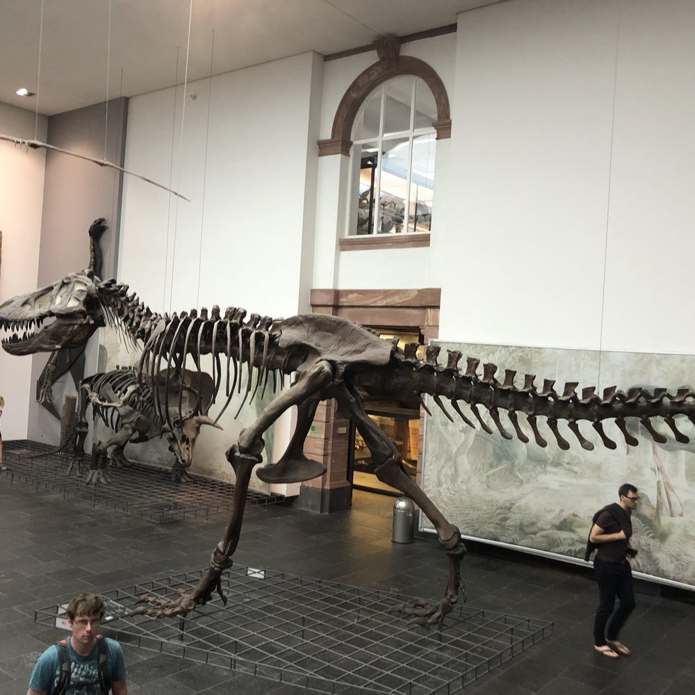 Senckenberg-Museum - This is nice - Museums Near Me - Frankfurt, HE