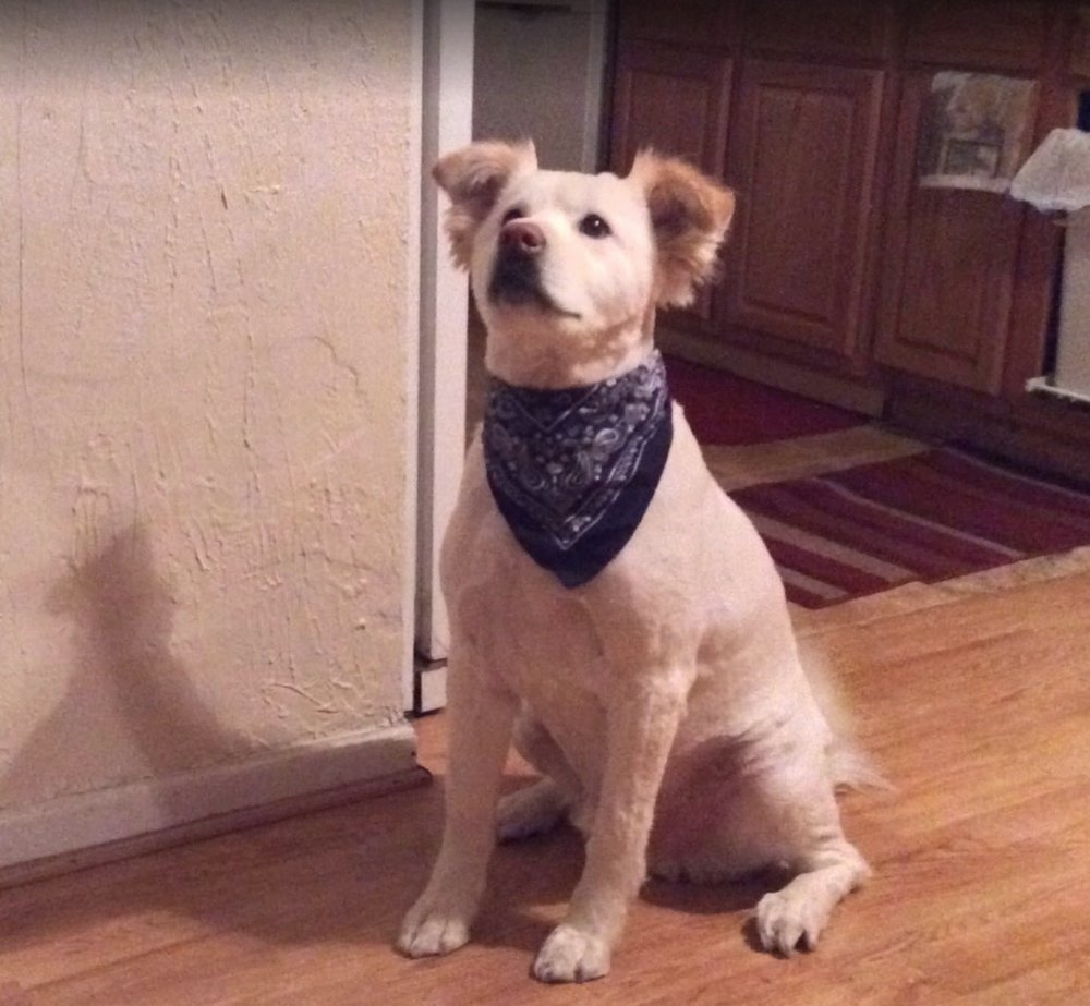 ALL DOGS R SPOILED Updated September 2024 1014 S Boeke Rd