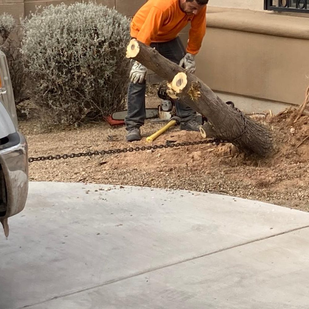 Roy's Trees - Tree Services Near Me Roy's Trees - Tree Services Near Me