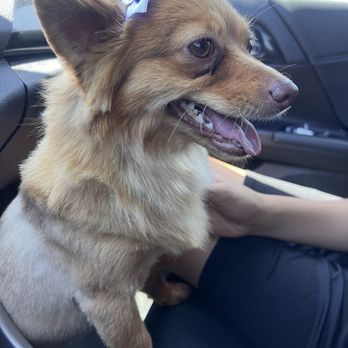 Diva Dogs Grooming - Pet Groomers Near Me - Victorville, California Diva Dogs Grooming - Pet Groomers Near Me - Victorville, California