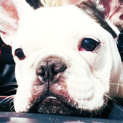 All American Appliance Service - Sofie our newest member.