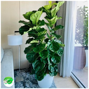 Plant Professionals - a fiddle plant in a white pot - Landscaping Near Me - Miami, Florida