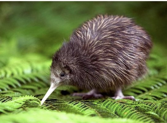 Kiwi Park Queenstown by null
