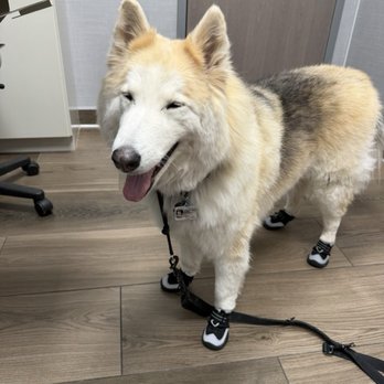 AVECCC - Buckeye - My service dog waiting - Veterinarians Near Me - Litchfield Park, Arizona