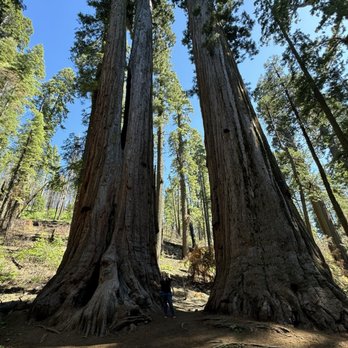 Calaveras Big Trees State Park - Parks Near Me - Arnold, California
