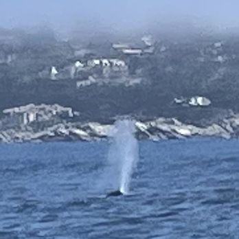 Discovery Whale Watch - Humpback - Whale Watching Tours Near Me - Monterey, California