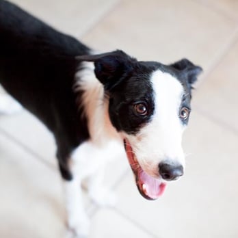 Dog Guru - Maggie - Trained by Your Dog Guru - Pet Training Near Me Dog Guru - Maggie - Trained by Your Dog Guru - Pet Training Near Me