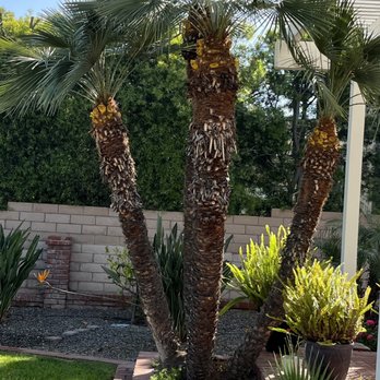 Perez tree service - After - Tree Services Near Me Perez tree service - After - Tree Services Near Me