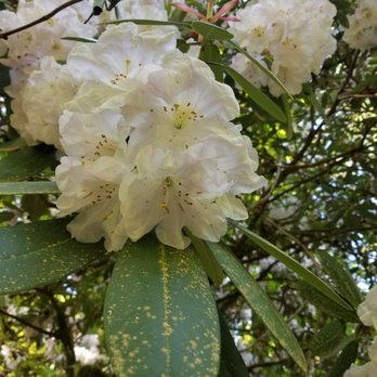 Rhododendron Garden - May is rhododendron bloom season! - Botanical Gardens Near Me - Tacoma, Washington Rhododendron Garden - May is rhododendron bloom season! - Botanical Gardens Near Me - Tacoma, Washington
