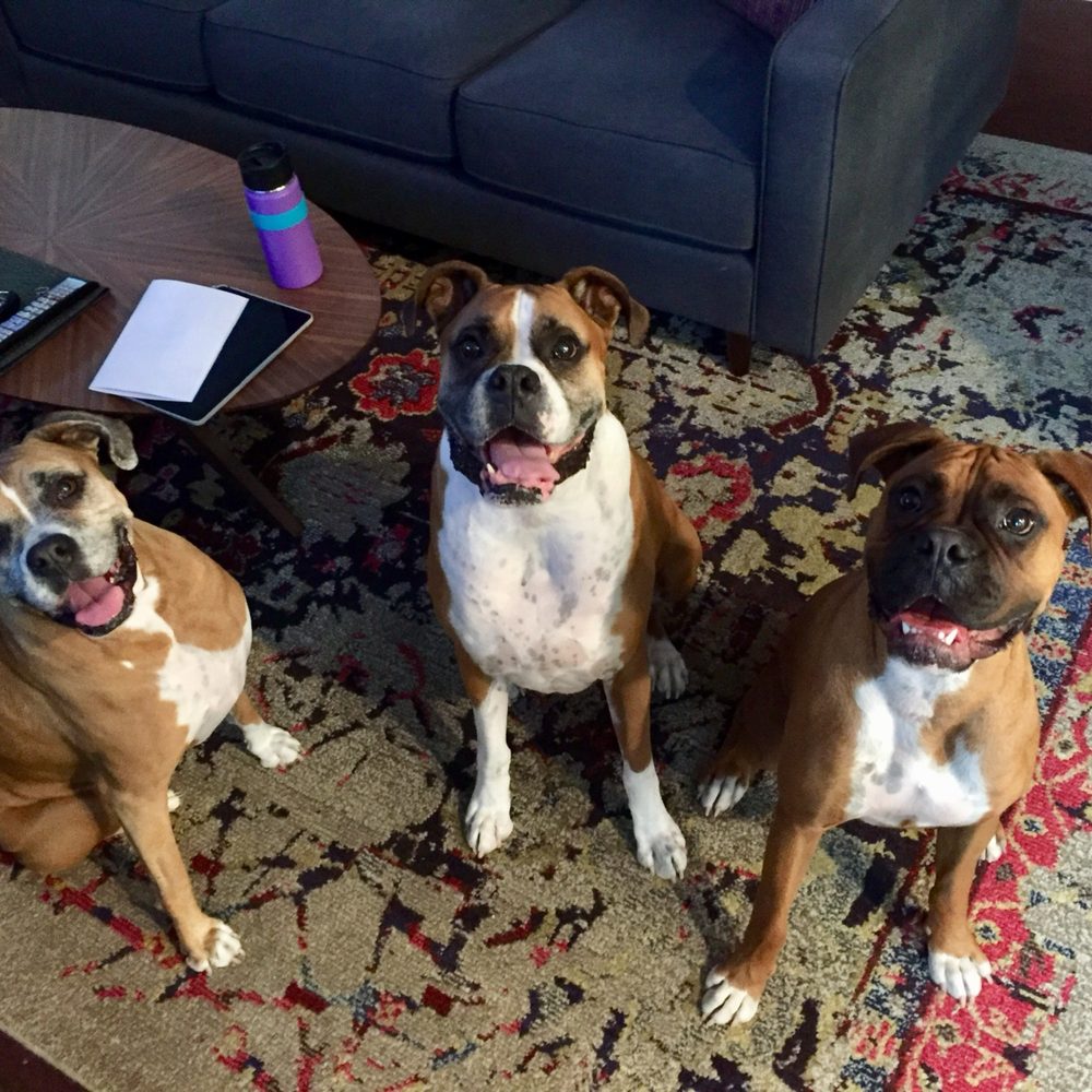 See Spot Sit - My previous boxers who were all walked by the See Spot Sit team. - Dog Walkers Near Me - San Diego, California See Spot Sit - My previous boxers who were all walked by the See Spot Sit team. - Dog Walkers Near Me - San Diego, California