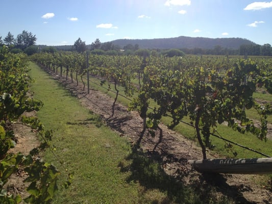 Krinklewood Organic & Biodynamic Estate by null