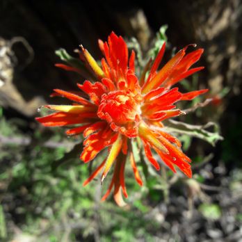 Stevens Trail - Indian paintbrush - Hiking Near Me - Colfax, California