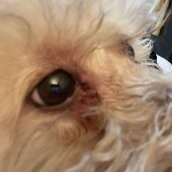 Barks and Bubbles Pet Grooming - Scabbing from whatever they did to my dog. DONT COME HERE!! - Pet Groomers Near Me - La Puente, California