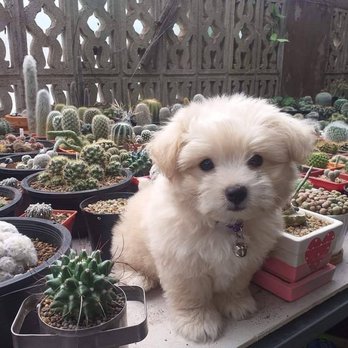 Doggy Daze - Sweet pea Doggy Daze DC - Pet Groomers Near Me - Phoenix, Arizona