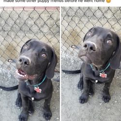 My Lucky Dog Daycare - Doggy Daycare