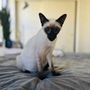 Photo of Exotic Siamese Kittens