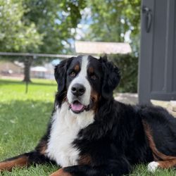 Love For Your Pup - Photos will be provided each stay using a shareable link.