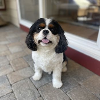 Precious Paws - Pet Groomers Near Me