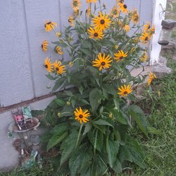 Kettell's Greenhouse