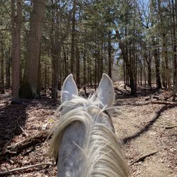 Big River Barn Rescue - Beauty upon beauty!