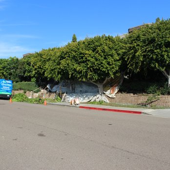 Pro Trees - before - Tree Services Near Me - San Diego, California Pro Trees - before - Tree Services Near Me - San Diego, California