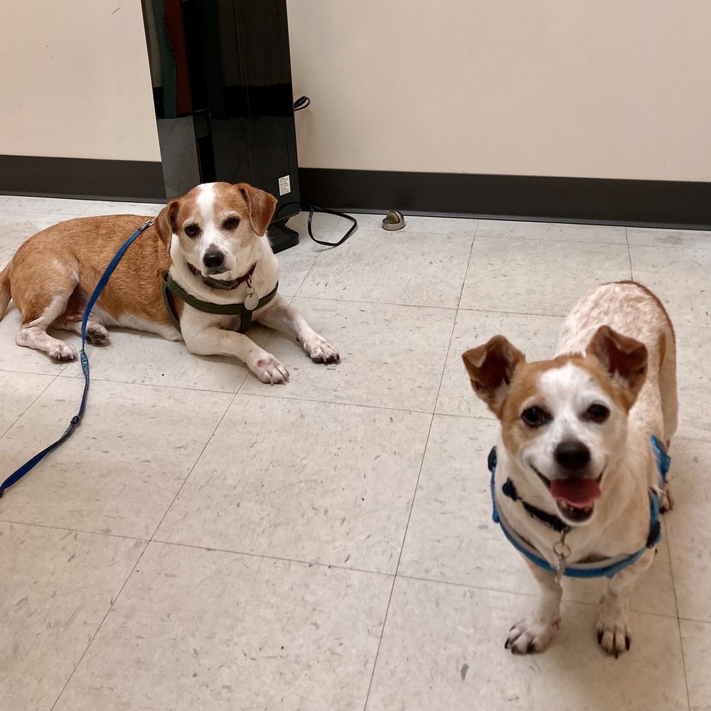 Evergreen Pet Clinic - My dogs in the clinic. - Veterinarians Near Me - San Pablo, California Evergreen Pet Clinic - My dogs in the clinic. - Veterinarians Near Me - San Pablo, California