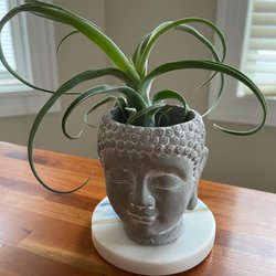 Kendall Square Florist - Adorable air plant with buddha pot