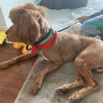 Groomit for Pets - Pet Groomers Near Me