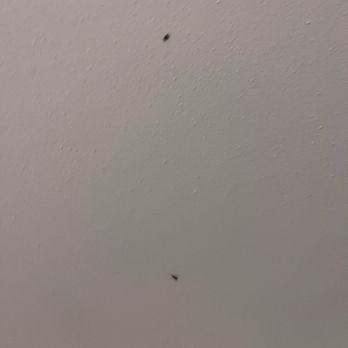 Camelback Resort - Bug infestation - Resorts Near Me - Tannersville, Pennsylvania Camelback Resort - Bug infestation - Resorts Near Me - Tannersville, Pennsylvania
