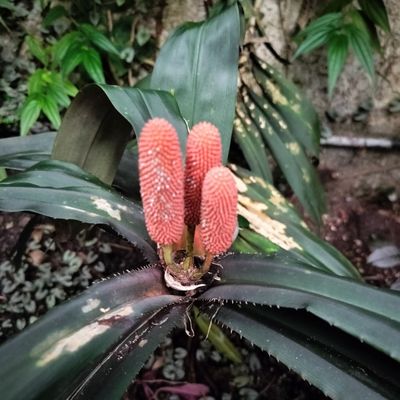 Fairchild Tropical Botanic Garden by null