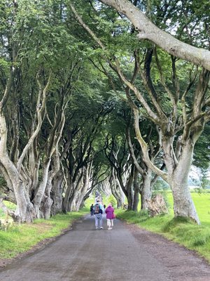 The Dark Hedges by null