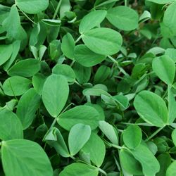 Fresh Source Farms - Speckled Peas