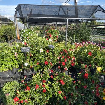 Alpine Nursery & Garden Center - Nurseries & Gardening Near Me - Belleville, New Jersey Alpine Nursery & Garden Center - Nurseries & Gardening Near Me - Belleville, New Jersey