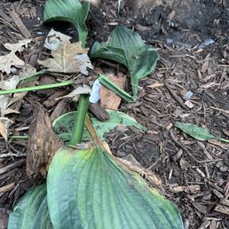 Destroyed landscaping plants just planted