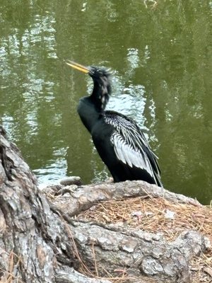 Sea Pines Forest Preserve by null