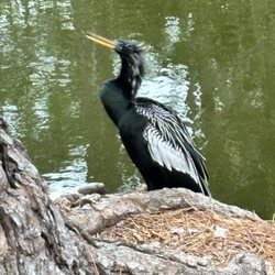 Sea Pines Forest Preserve - Wildlife