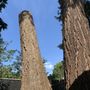 Photo of Marble Tree Service
