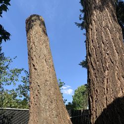 Marble Tree Service - topped tree so stem wood provides stability to "twin" and habitat for animals