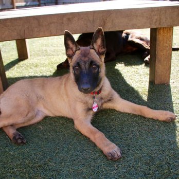 Know Thy Dog - Pet Training Near Me - Bozeman, Montana Know Thy Dog - Pet Training Near Me - Bozeman, Montana