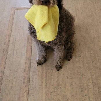 CSC Flooring & Design - a dog with a yellow bandana around its neck - Flooring Near Me - Rohnert Park, California CSC Flooring & Design - a dog with a yellow bandana around its neck - Flooring Near Me - Rohnert Park, California