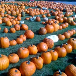 The Pumpkin Patch